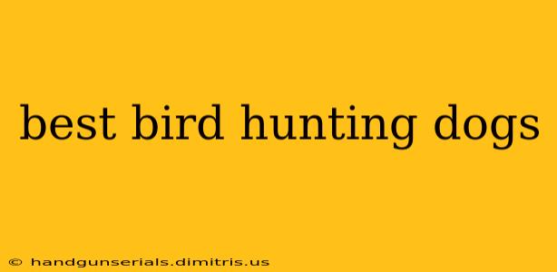 best bird hunting dogs