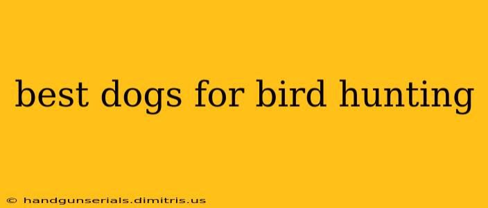 best dogs for bird hunting