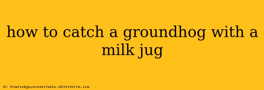 how to catch a groundhog with a milk jug