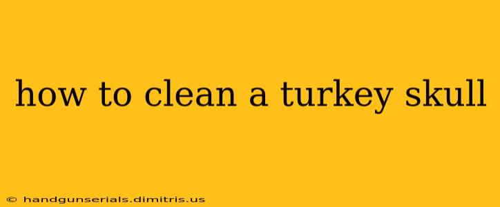 how to clean a turkey skull