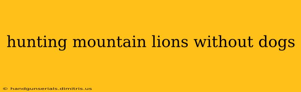 hunting mountain lions without dogs