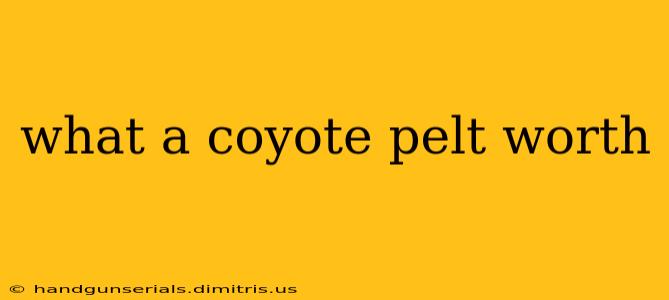 what a coyote pelt worth