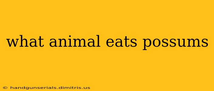 what animal eats possums