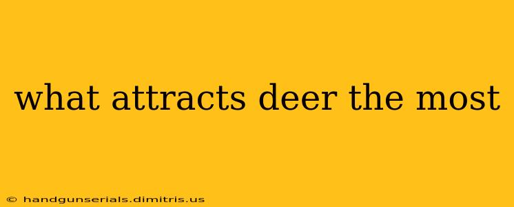 what attracts deer the most