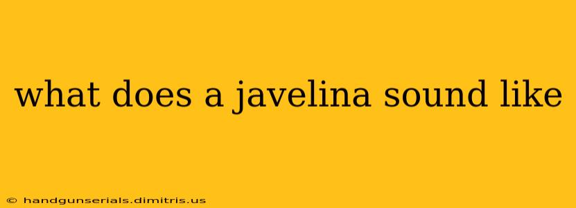 what does a javelina sound like