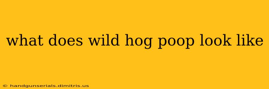 what does wild hog poop look like