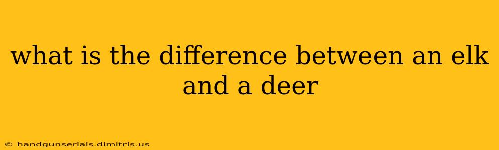 what is the difference between an elk and a deer