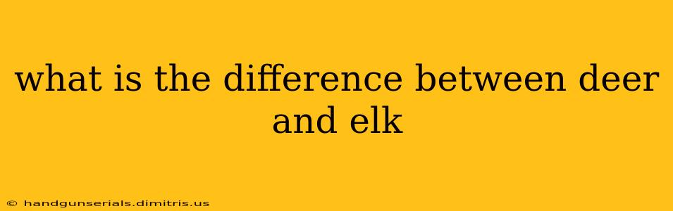 what is the difference between deer and elk