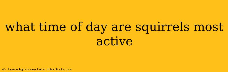 what time of day are squirrels most active