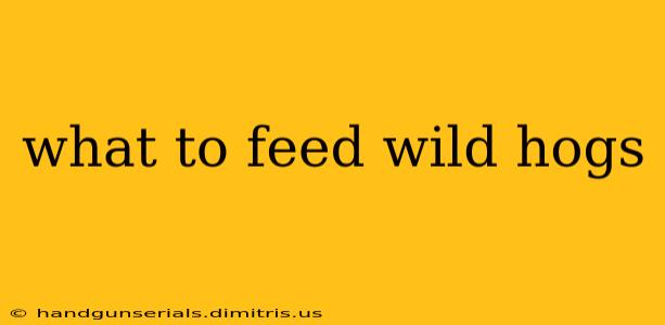 what to feed wild hogs