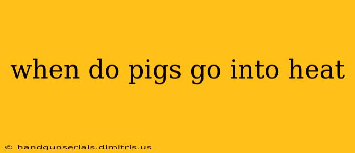 when do pigs go into heat